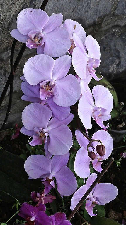 Fleur de Funchal
