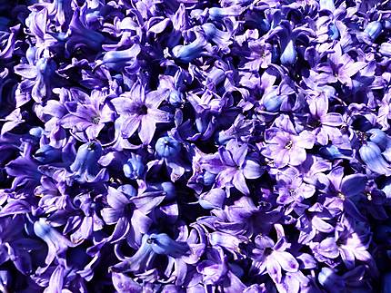 Des fleurs de jacinthe pour décorer 