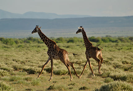Girafe dans l'immensité du Nord tanzanien