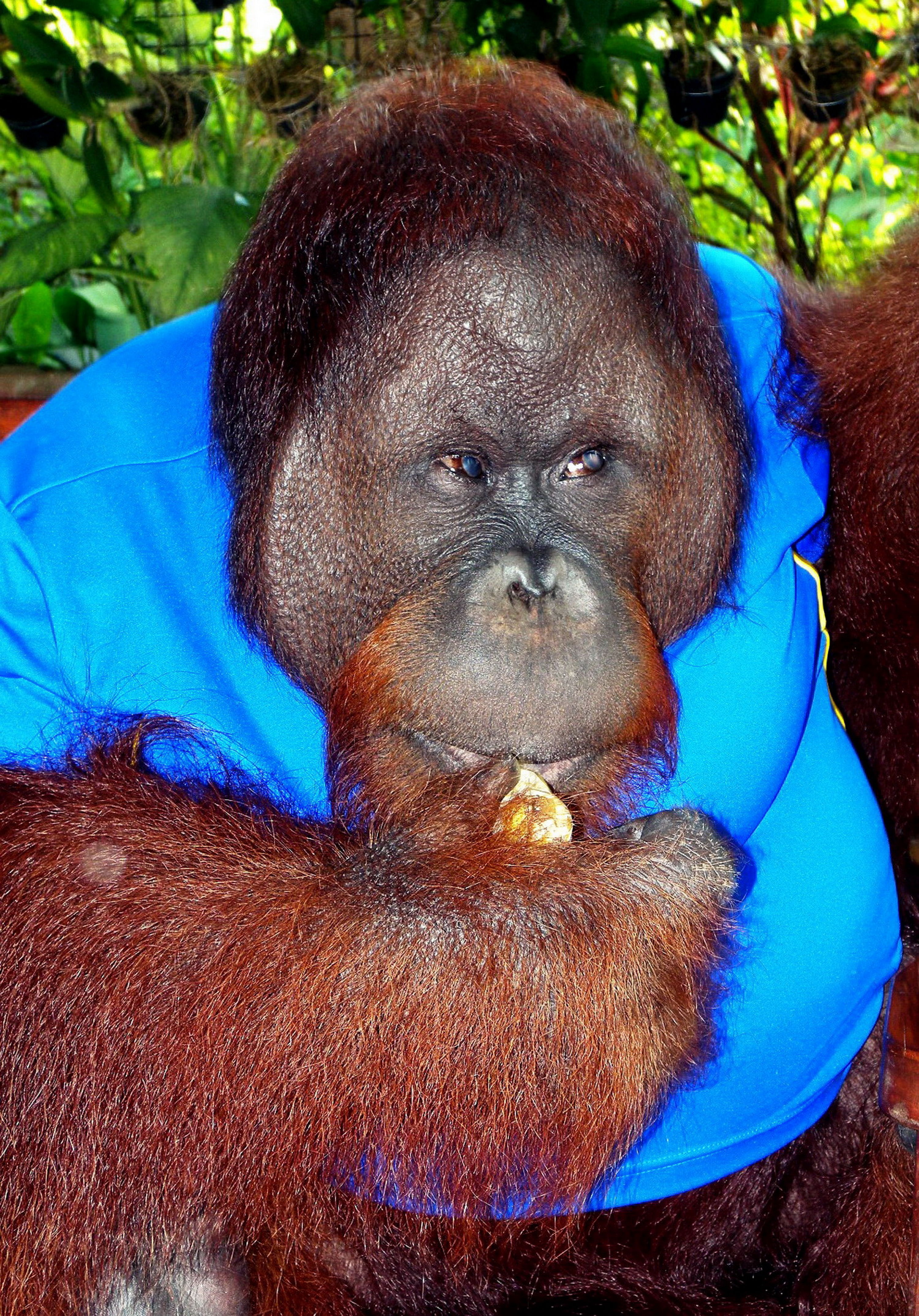 Gorille thaïlandais