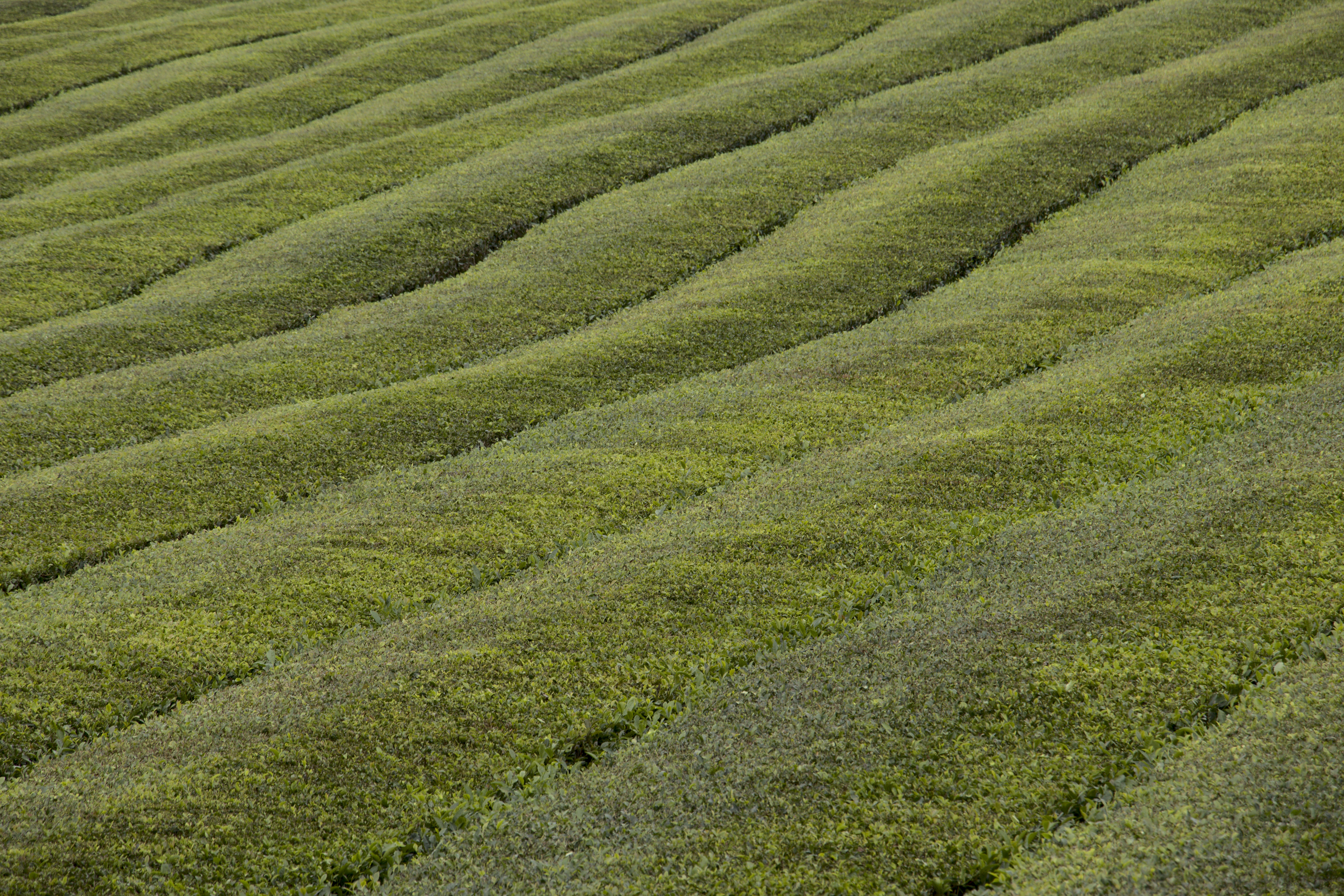 Plantation de thé Plantation de thé