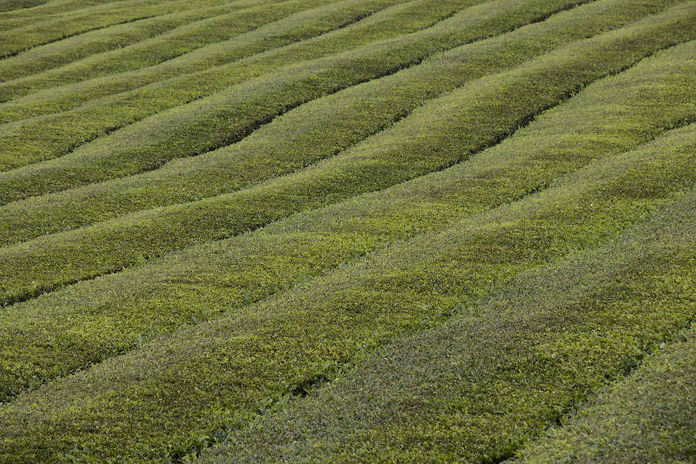 Plantation de thé