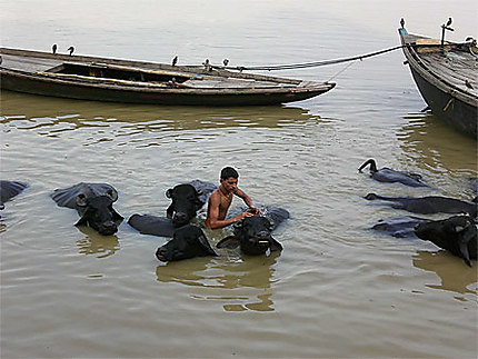 Lavage des buffles à Varanasi!