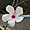 Fleur d'Hibiscus blanche