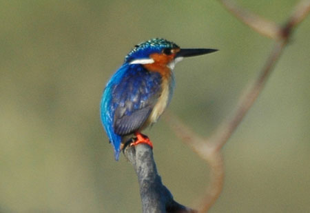 Martin-pêcheur Martin-pêcheur