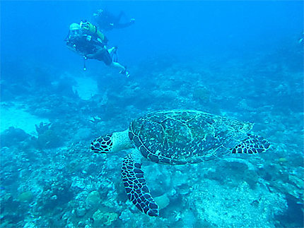 Plongeurs qui observent la tortue