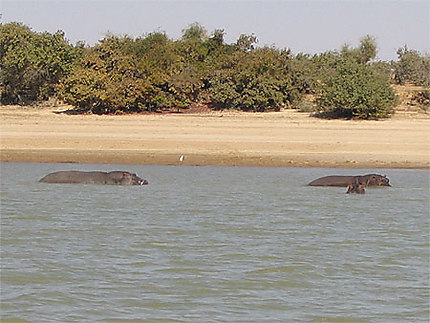 Les hippos du Niger