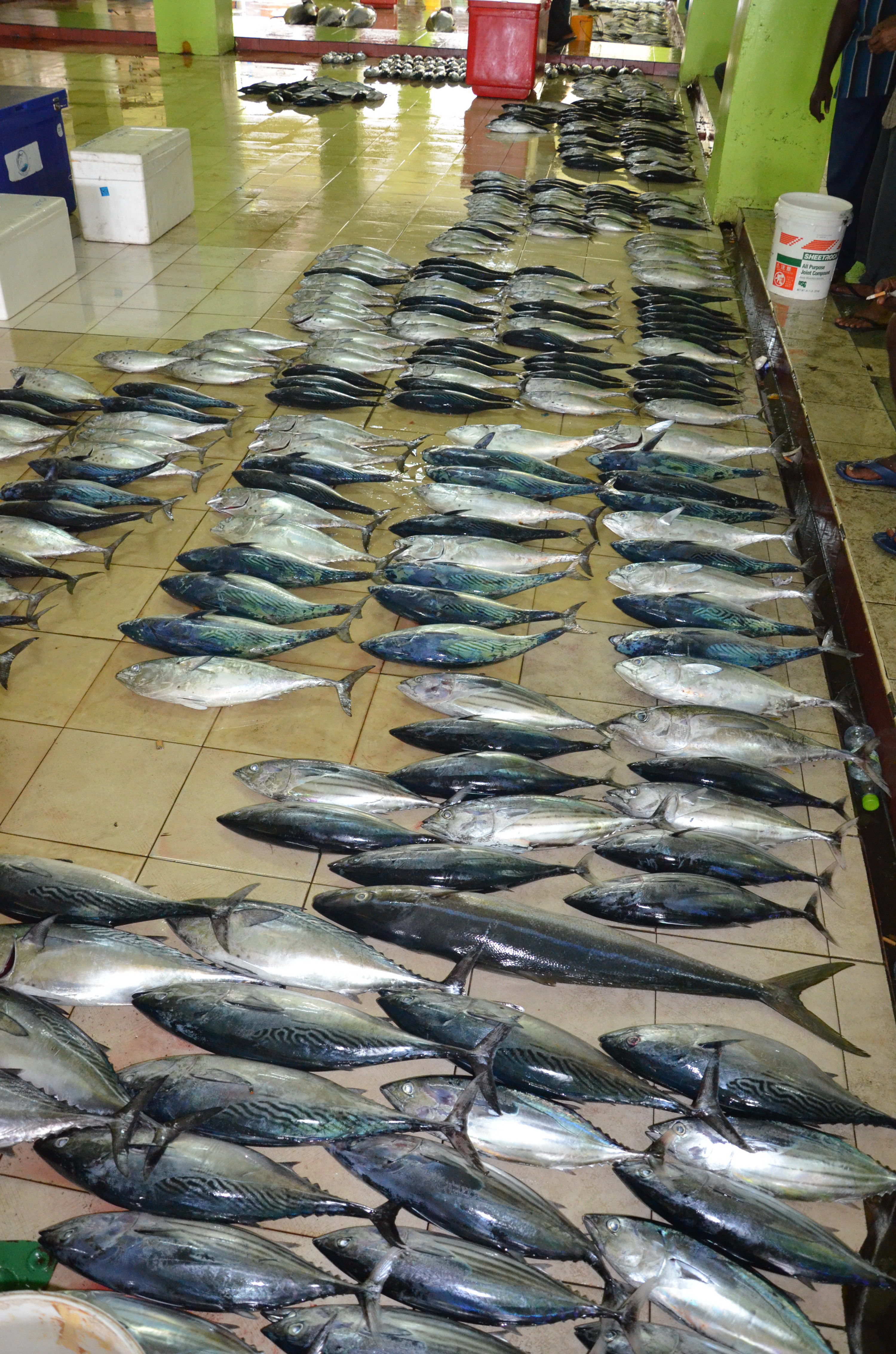 Marché aux poissons à Malé
