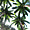Les palmiers de la Martinique 