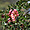 Caesalpinia spinosa