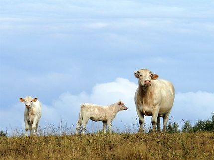 Famille bovine à Saint-Merd-la-Breuille
