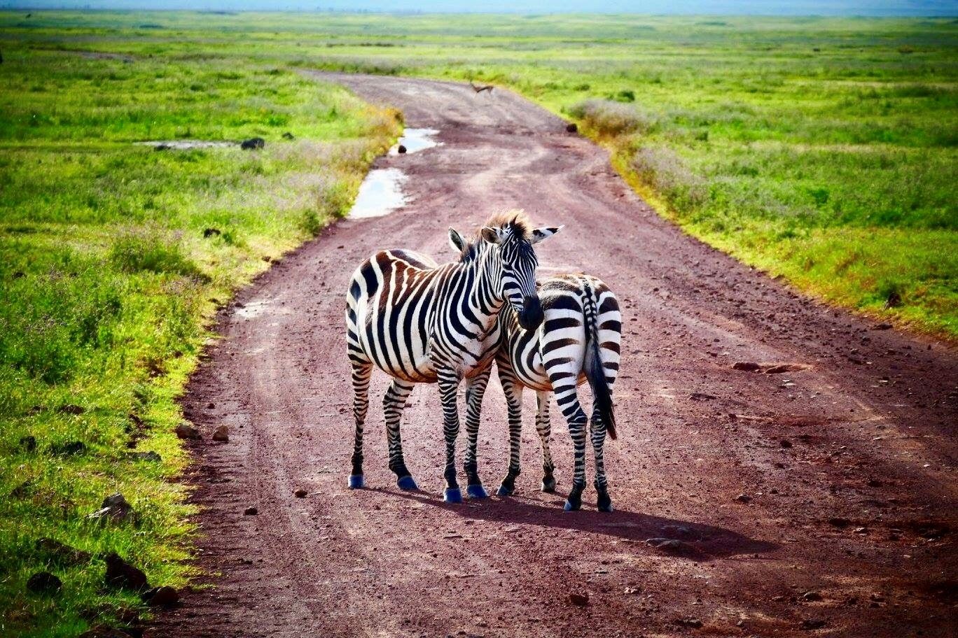 Chassé-croisé sur les pistes du cratère Ngorongoro