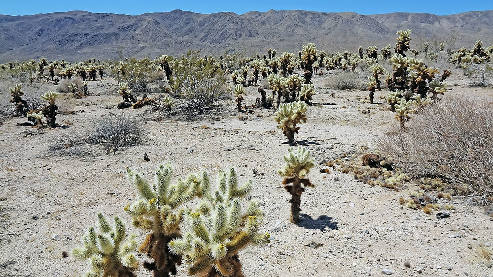 Parc Joshua Tree