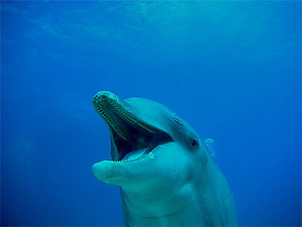 Le sourire du dauphin