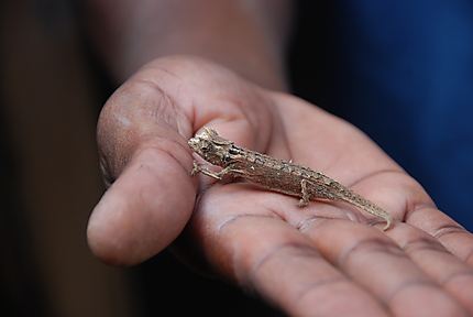 Petit caméléon de Madagascar