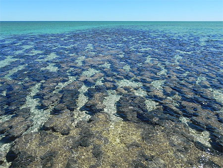 Stromatolites Stromatolites