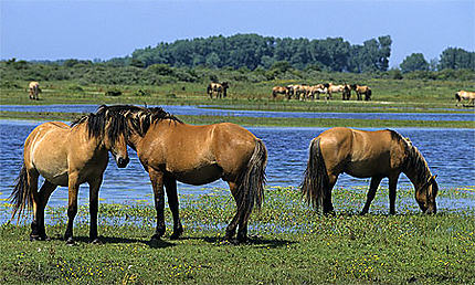 Chevaux Henson, Baie de Somme