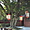 Les lanternes du Temple de Confucius