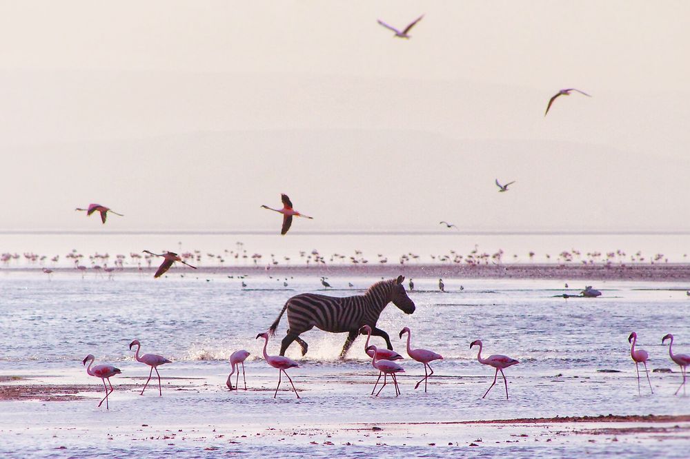 Zèbre et Flamants