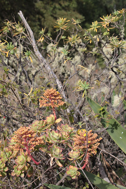 Aeonium gorgoneum, endémique du cap vert