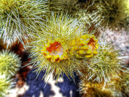 Fleur de cactus au Parc Joshua Tree