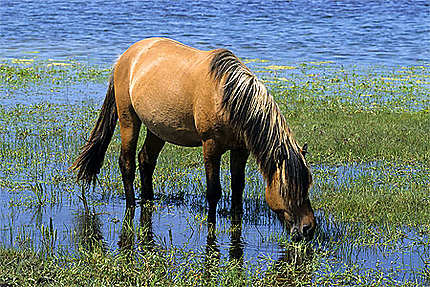 Cheval Henson, Baie de Somme : Animaux : Baie de Somme : Somme : Picardie 