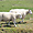 Moutons sur l'île de Mando