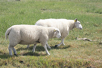 Moutons sur l'île de Mando