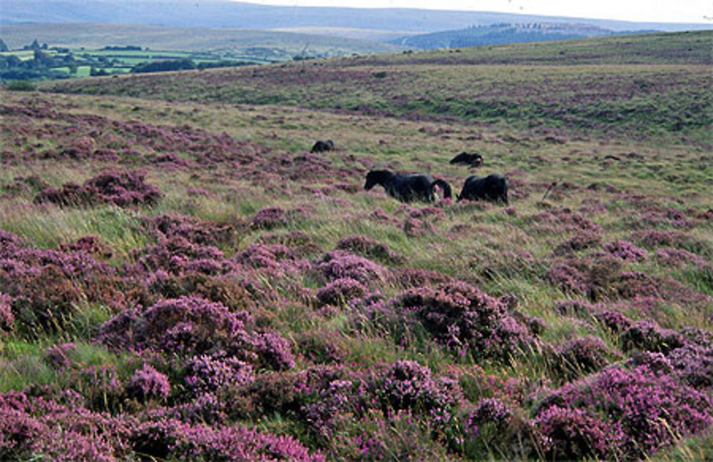 Chevaux dans les landes