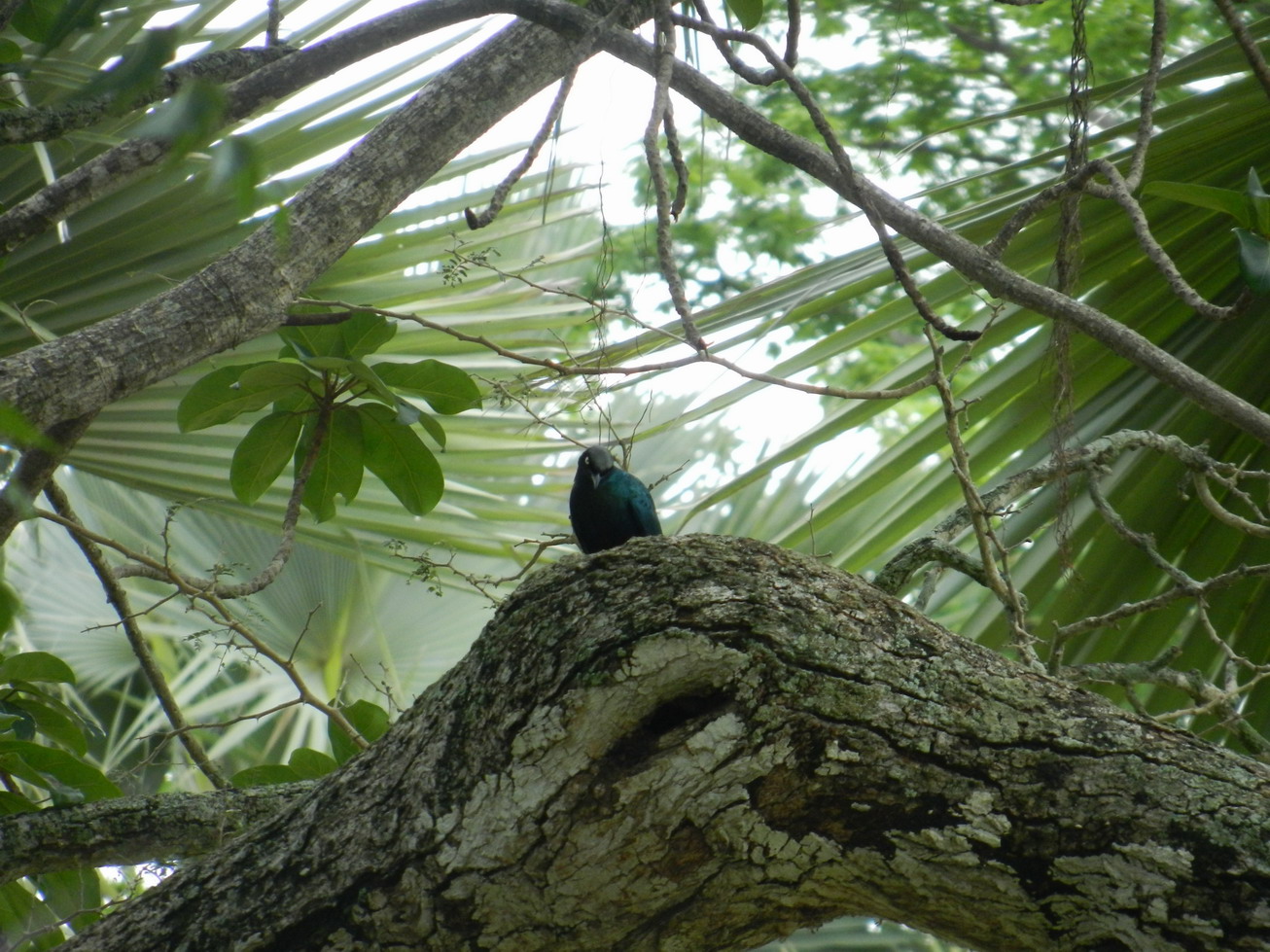 Oiseau bleu à Seleki Oiseau bleu à Seleki