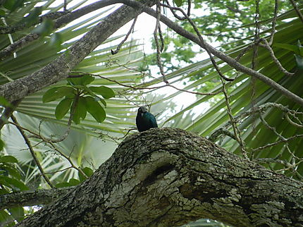 Oiseau bleu à Seleki