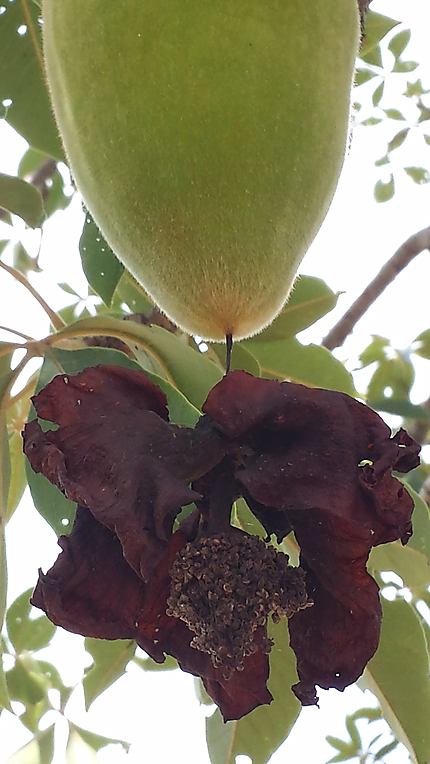 Fruit de baobab et sa fleur séchée