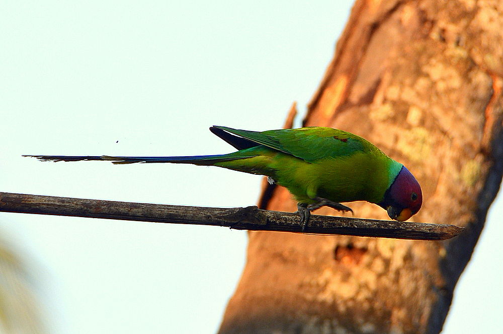 Trés bel oiseau