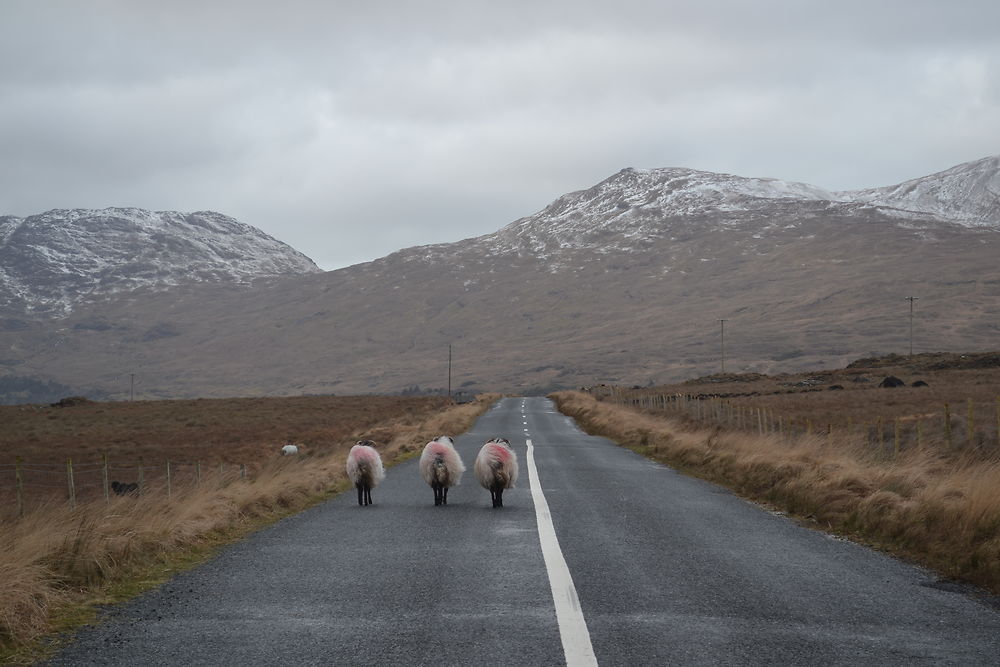 Brokeback moutons, Connemara