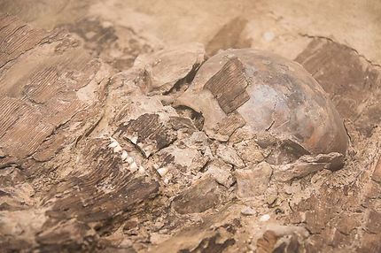 Besançon, crâne d'une sépulture gauloise