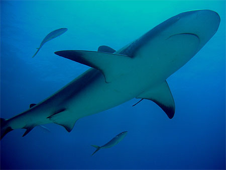 Requin gris de récif Requin gris de récif