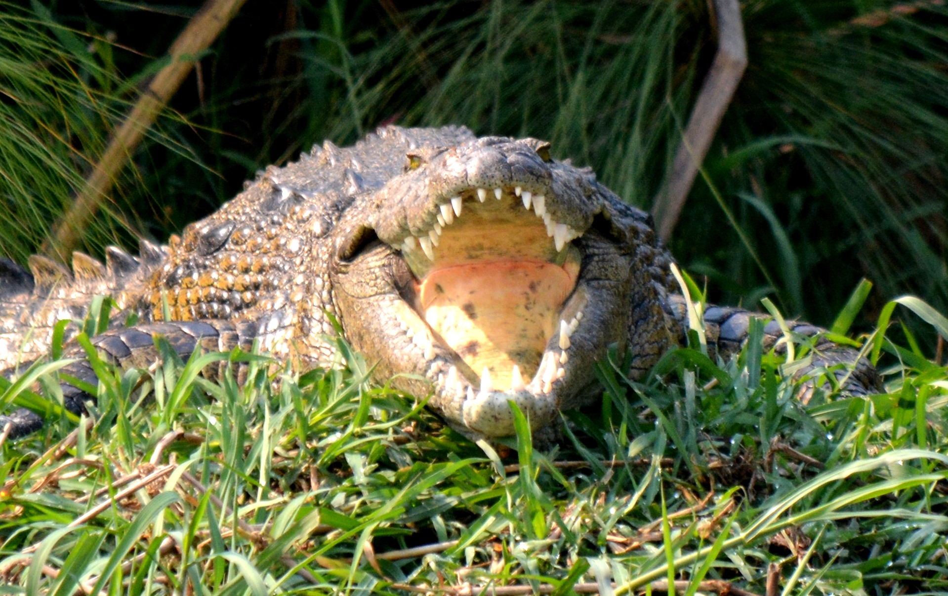Crocodile Crocodile