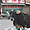 Vache sacrée dans Main Bazar