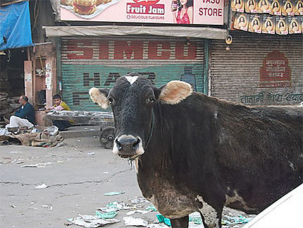 Vache sacrée dans Main Bazar