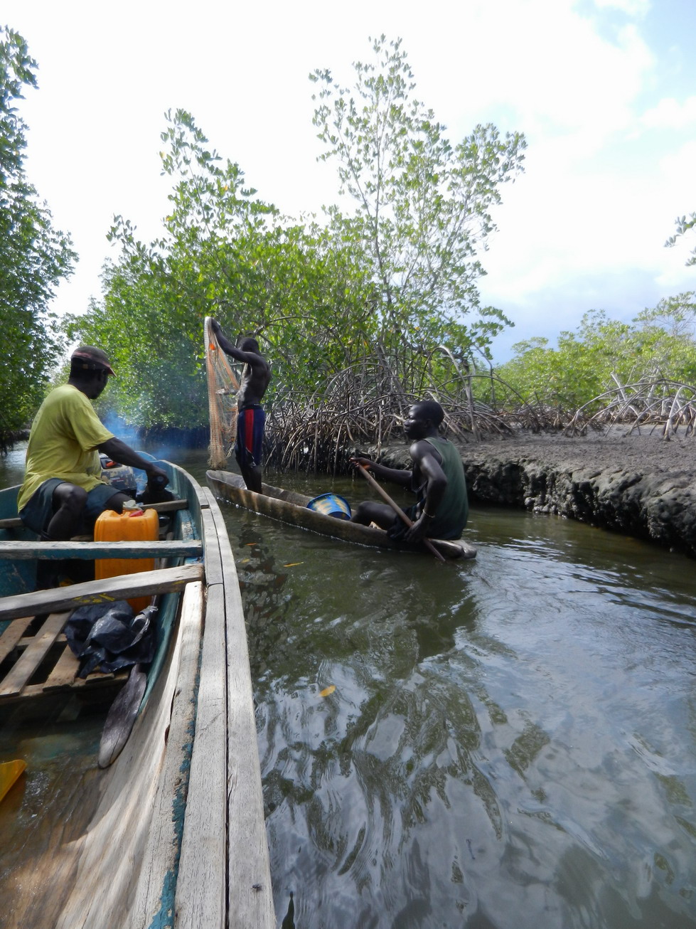 Pêche dans la mangrove Pêche dans la mangrove