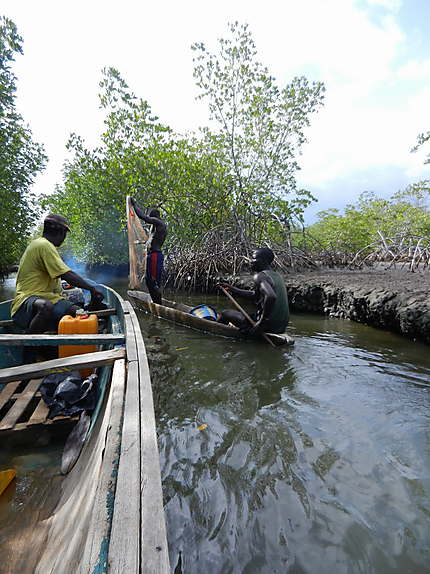 Pêche dans la mangrove