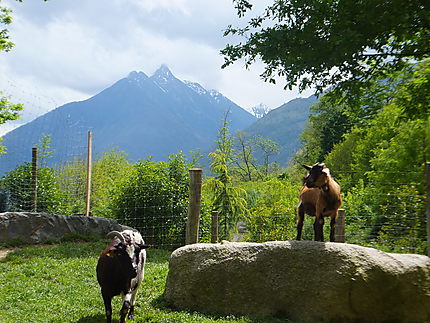 Chèvres du Parc animaliers des Pyrénées