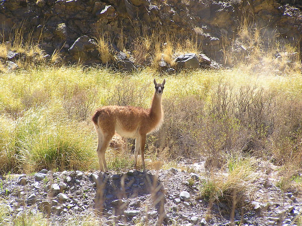 Guanaco sur la route du "train des nuages"