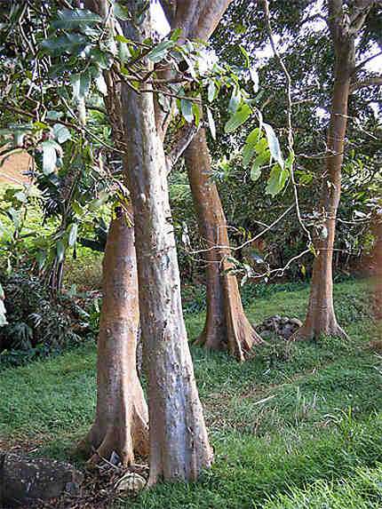 Arbres au tronc lisse