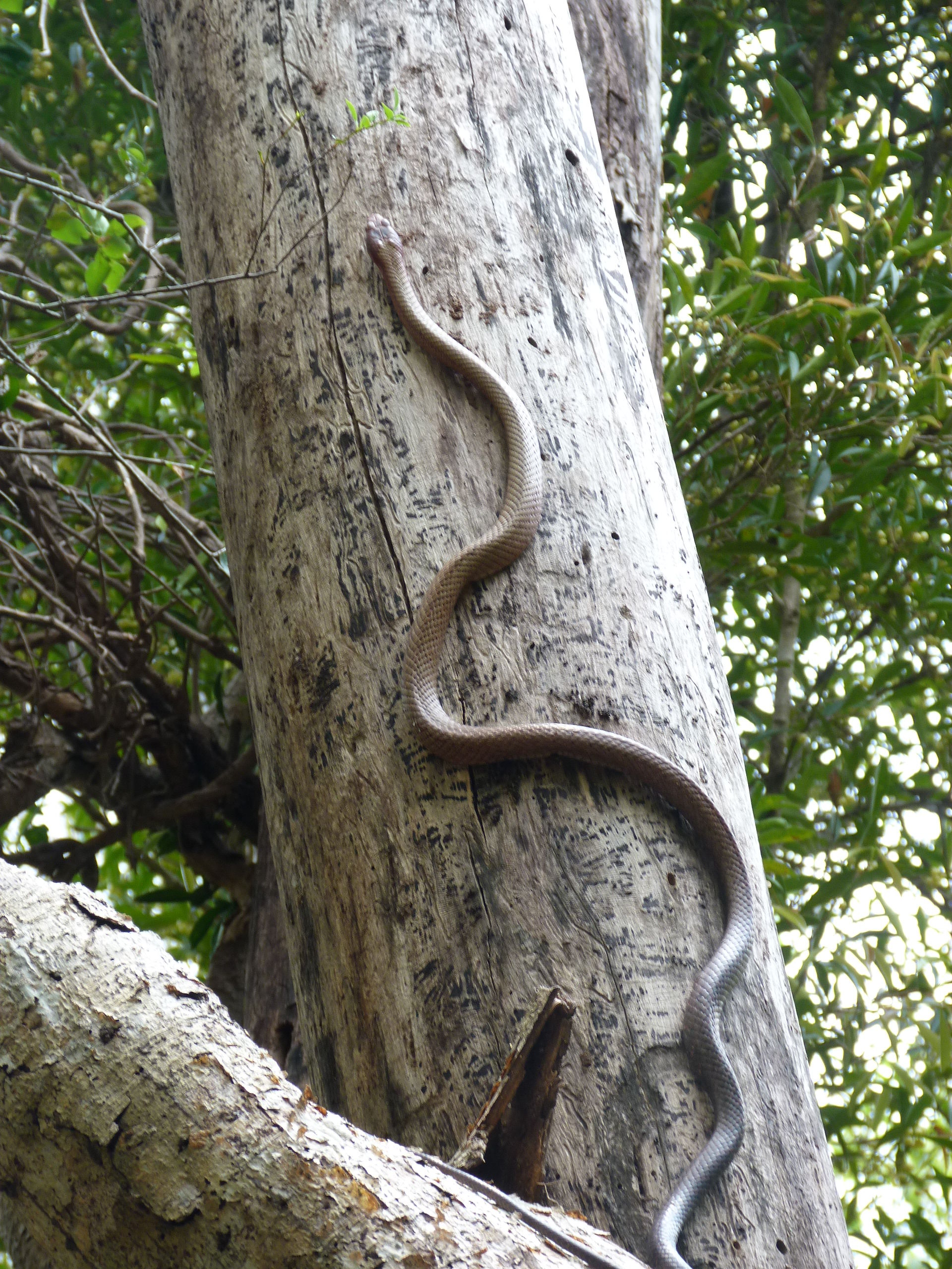 Snake on the tree