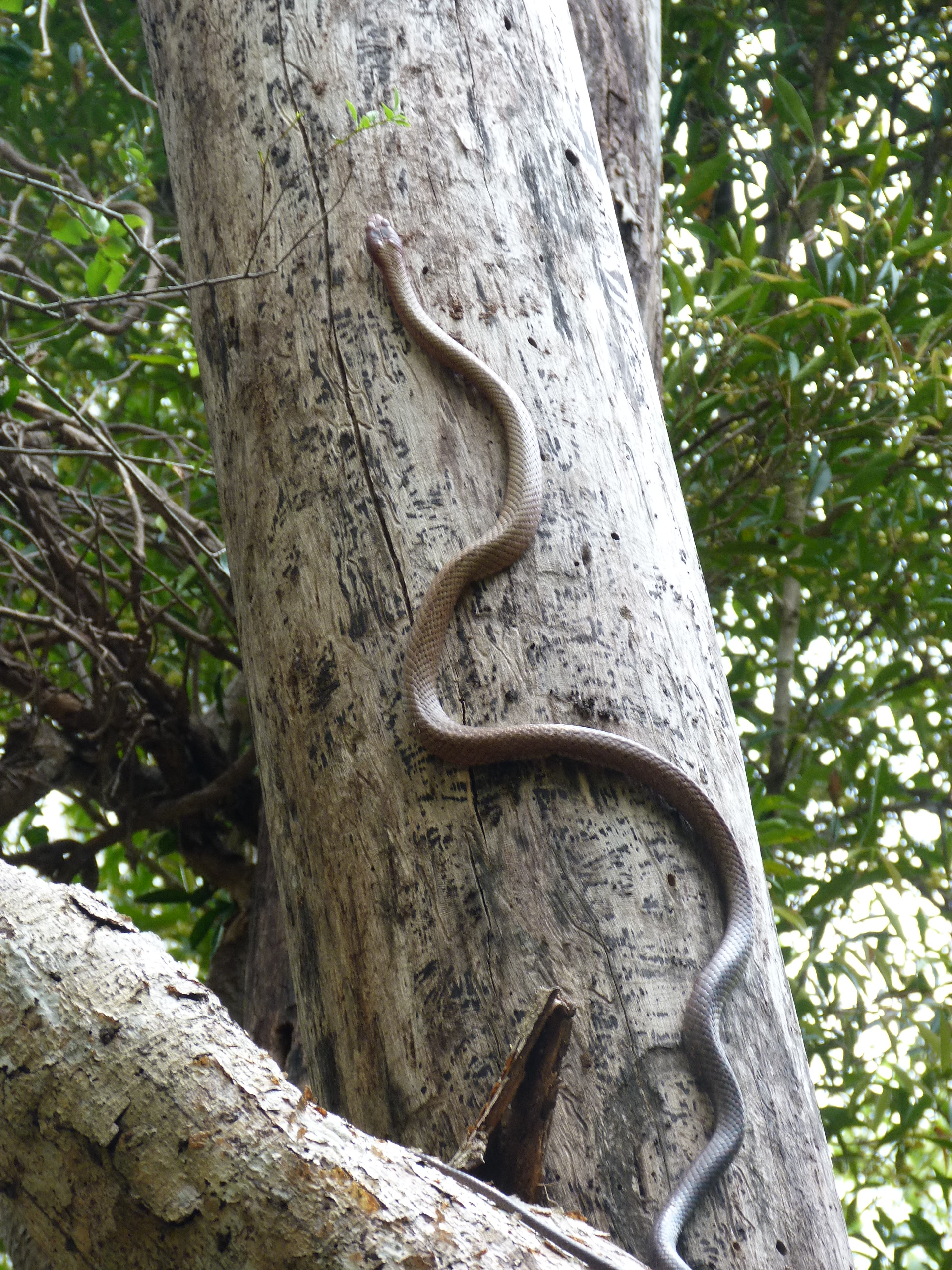 Snake on the tree Snake on the tree