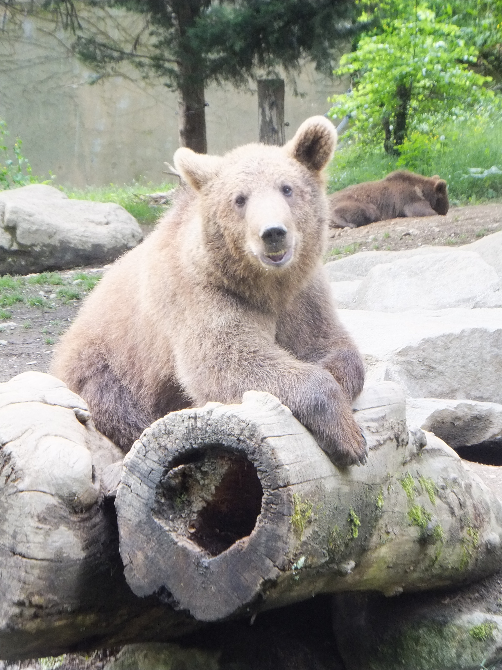 Ours du Parc Animaliers des Pyrénées Ours du Parc Animaliers des Pyrénées
