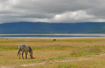 Zèbre dans le parc de Ngorongoro