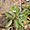 Globularia amygdalifolia, endémique du Cap Vert
