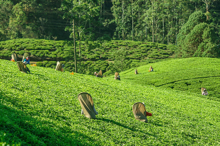Visite des plantations de thé